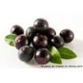 Natural Strong Antioxidant 4: 1 10: 1 Acai Berry Extract